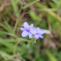 Aristea ecklonii Baker